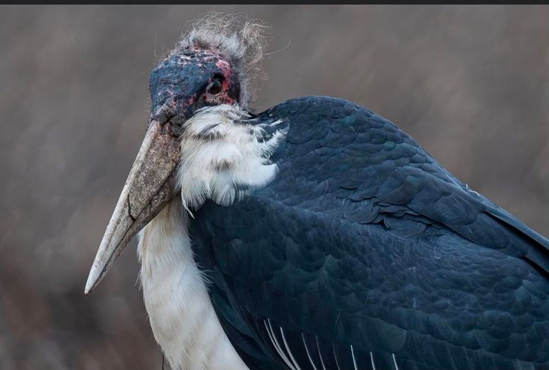 A marabou stork, native to sub-Saharan Africa, was spotted in Byron, Illinois, April 30, 2026, in a photograph taken by bird enthusiast Ken Reinert. In early May, sightings of the giant bird were reported throughout parts of eastern Wisconsin.