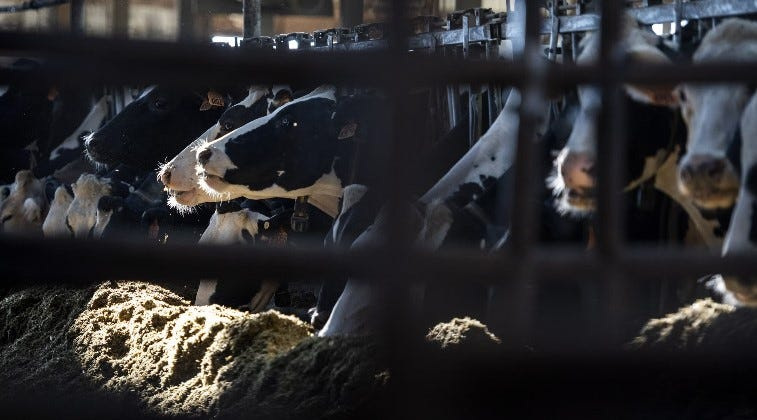Dairy cows eat contentedly at Mitch Breunig’s farm near Sauk City on Friday, July 24, 2020.