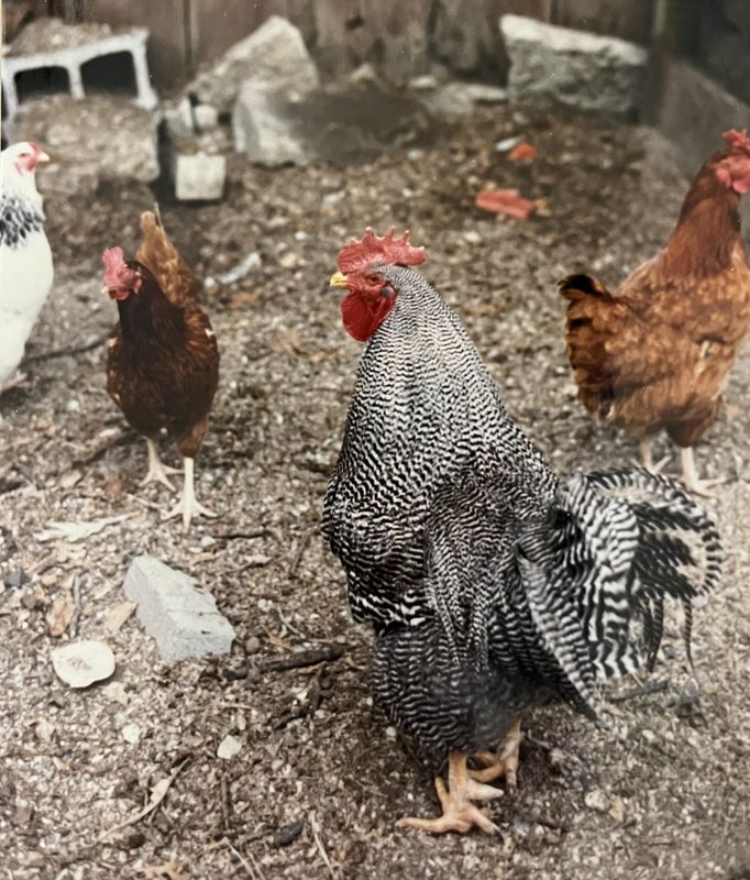 Health officials warn of salmonella risk from backyard poultry flocks. So far, 5 of 34 cases reported so far have been in Wisconsin.