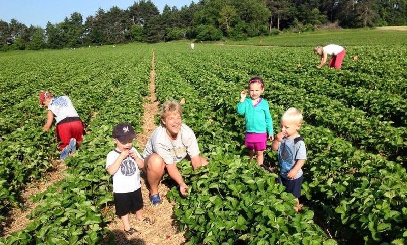 Despite the long hours of work, Glendale Farms owner, Steve Kluth, enjoys the customers who appreciate the strawberry picking experience.