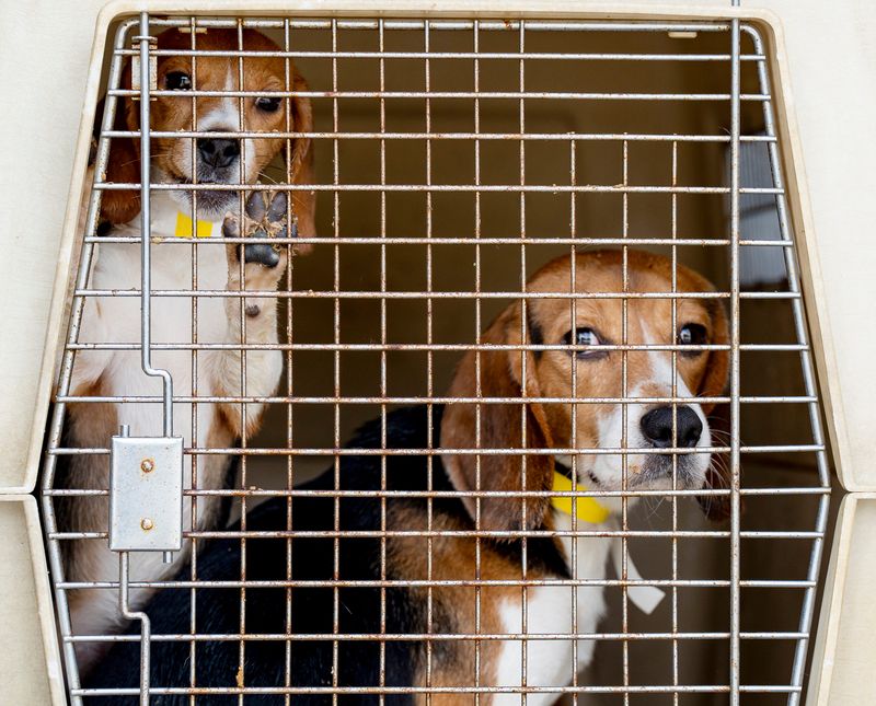 Beagles in kennels are seen in a truck as 24 dogs arrive at the Humane Animal Welfare Society of Waukesha County for medical care, behavioral support, and enrichment before becoming available for adoption on Tuesday May 12, 2026 in Waukesha, Wisconsin. HAWS partnered with state and national organizations to assist in the rescue and adoption of dogs from Ridglan Farms.