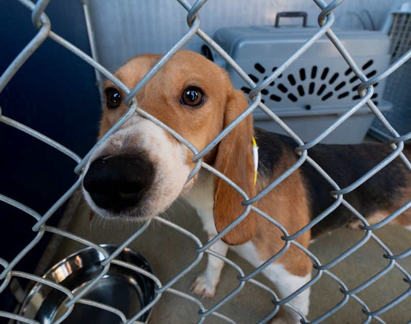 A beagle in a kennel is seen at the Humane Animal Welfare Society of Waukesha County, where the dog will receive medical care, behavioral support, and enrichment before becoming available for adoption on Tuesday May 12, 2026 in Waukesha, Wisconsin. HAWS partnered with state and national organizations to assist in the rescue and adoption of dogs from Ridglan Farms.