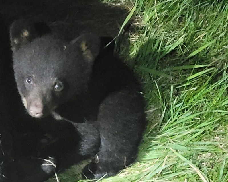 Wausau police found a bear cub near State 29 after its mother was hit by a vehicle.