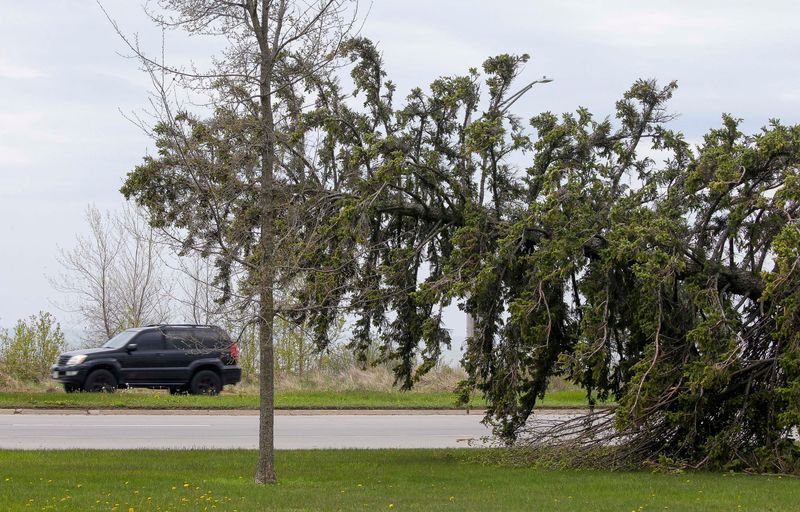A motorist drives by a fallen tree along state Highway 42 following Sunday’s storm, Monday, May 18, 2026, in Two Rivers, Wis. Recovery efforts continued Monday in Two Rivers after a powerful storm Sunday, May 17, 2026 knocked out power, damaged trees and property.