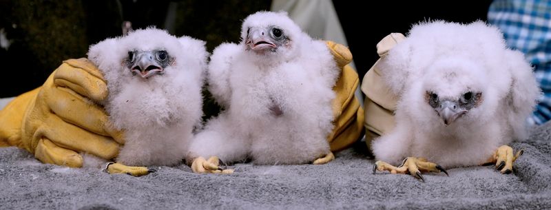 The Oak Creek We Energies peregrine falcon chicks are shown after being tagged May 18. The chicks were named to honor local meteorologists, from left, ‘Brian Nestnansky,’ for Brian Niznansky from WTMJ , ‘Mark Birden,’ for Mark Baden from WISN, and ‘Brooke Flighton.’ for Brooke Brighton from Spectrum News. The chicks are 21 days old.