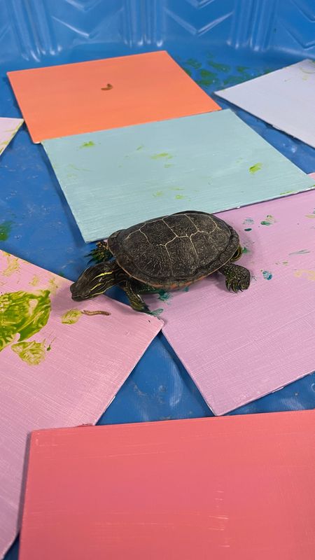 Squirt the painted turtle creates art at the Central Wisconsin Children's Museum in Stevens Point. The art will be for sale during the May 23 World Turtle Day celebration to benefit the museum's Wild Wisconsin exhibit, where Squirt resides.