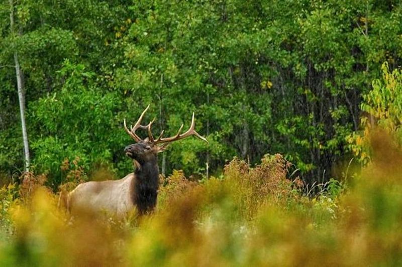 There’s still time to apply for Wisconsin's 2026 elk hunting season.