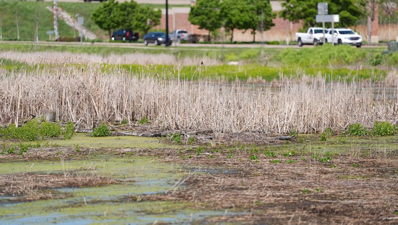 The wetlands area near Bass Pro Shops pictured on May 22, 2026, in Ashwaubenon, Wis.