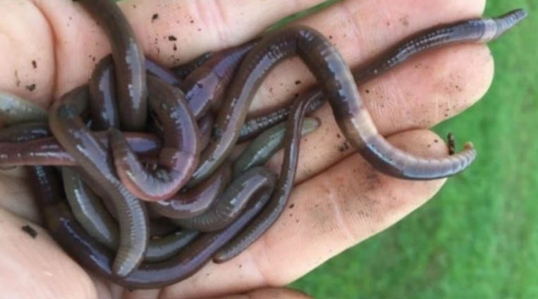 Researcher Brad Herrick holds a handful of invasive jumping worms in Madison, Wisconsin. Herrick says the University of Wisconsin is beginning to study the possible impacts of the worms on agriculture.