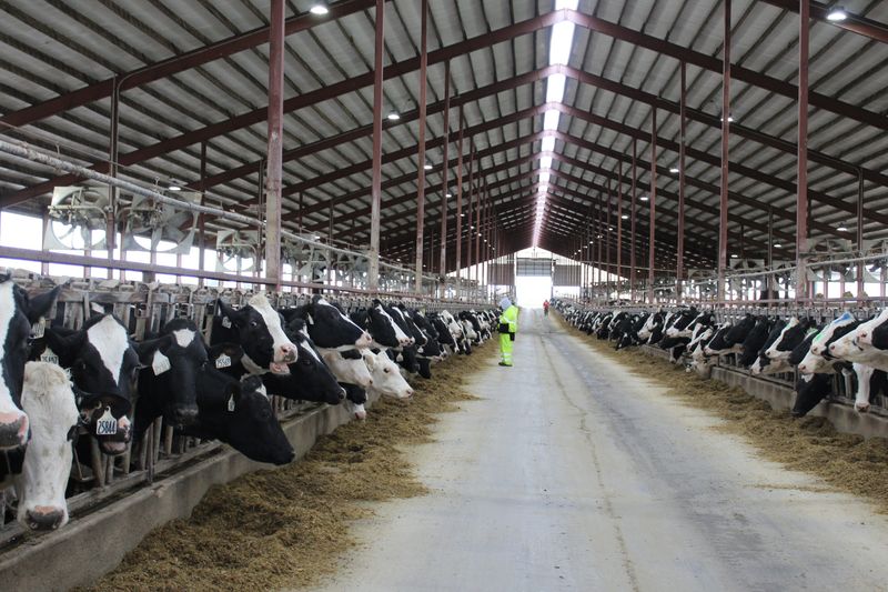 From barn-level sensors to supply chain insights, artificial intelligence is redefining how milk is produced and marketed.