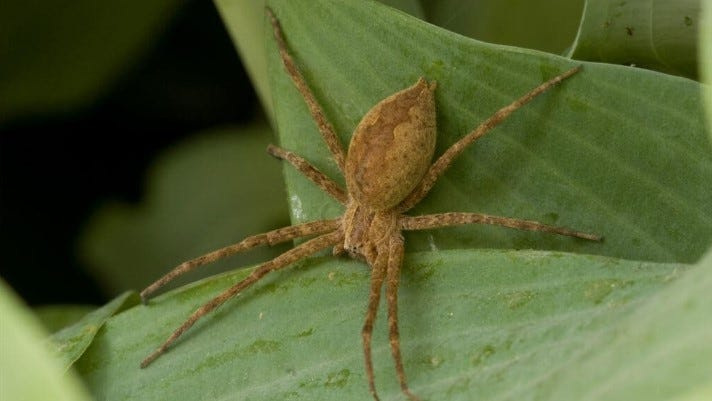 American nursery web spider.