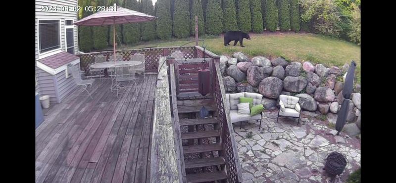 Slinger resident Deb Dierbeck spotted a black bear walking across her backyard the morning of June 2. A security camera on her deck captured the scene.
