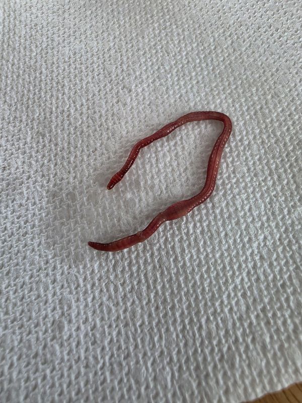 Jazmyne Gurske complained on Facebook that she found a worm in the Sprite she ordered at a McDonald's restaurant in April 2026. Her complaint is now part of a lawsuit against the local restaurant's owner.
