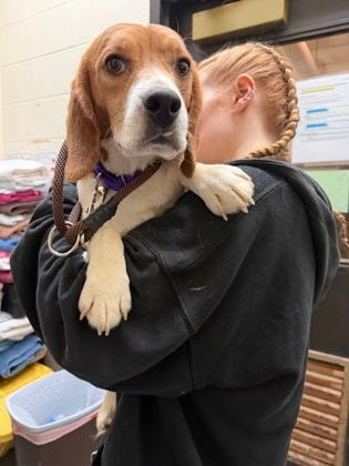 A beagle bought from Ridglan Farms, "Lambeau" gets a cuddle June 3, 2026.