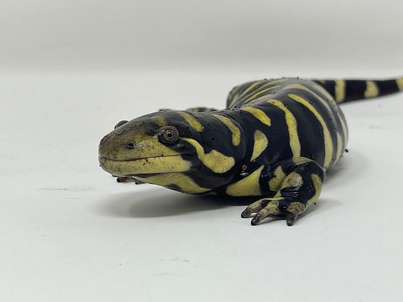 J&R Aquatic Animal Rescue will present 'Creature Feature at the Zoo' from 1 to 2 p.m. Wednesday, June 17, 2026, at Manitowoc Lincoln Park Zoo, 1215 N. Eighth St. The free program is open to all ages.