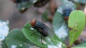 A New World Screwworm rests on a crop leaf.