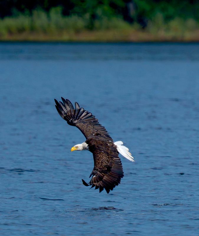A bald eagle soars over the Willow Flowage in Hazelhurst, Oneida County on Aug. 11, 2025.