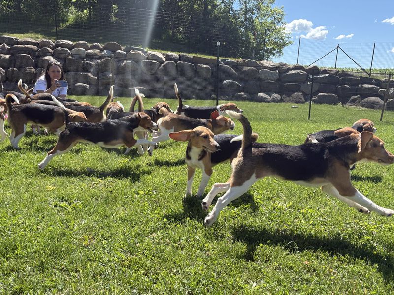 Beagles play at a farm in Marshall, Wisconsin after being released from Ridglan Farms on June 15, 2026. The beagles are a part of the final 500 dogs being surrendered to Big Dog Ranch Rescue.