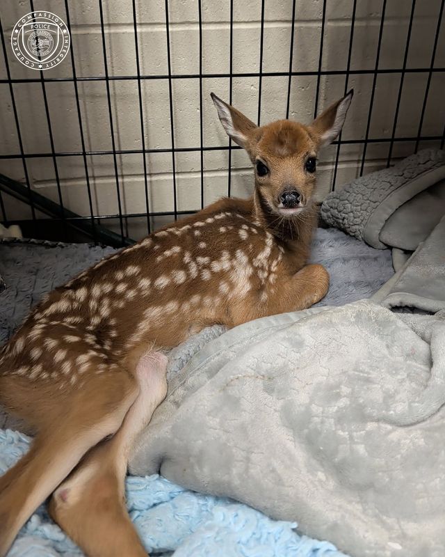 The Appleton Police Department rescued a fawn whose leg was injured.