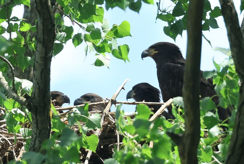 Four eaglets are visible in this June 2026 photo of a bald eagle nest in Dane County. The nest is being monitored by volunteers with the Bald Eagle Nest Watch program run by the Southern Wisconsin Bird Alliance.