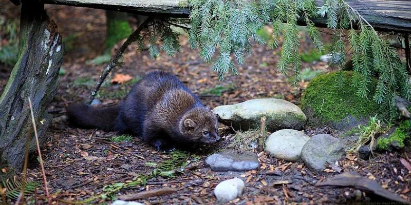 All ages can explore mammals July 9 with crafts and learning at Mead Wildlife Area. Free bus from Wausau; space is limited.