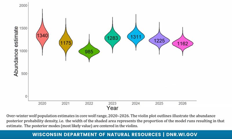 Wisconsin had an estimated 1,162 gray wolves in late winter 2026, slightly lower than the three previous years, according to data from the Department of Natural Resources.