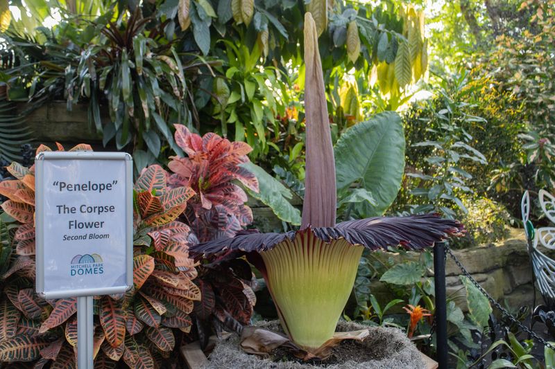 Penelope the corpse flower is in bloom at Milwaukee's Mitchell Park Domes on the morning of June 27. This is her second bloom in two years.