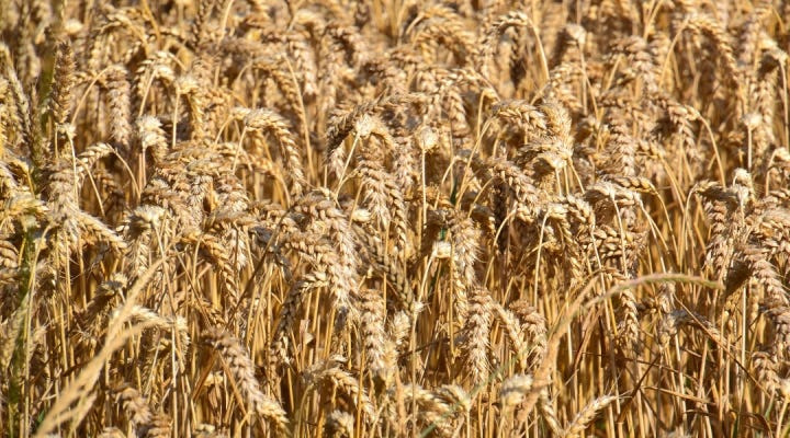 Minimizing wheat harvest losses requires attention to detail, consistent evaluation, and timely adjustments throughout the harvest process.