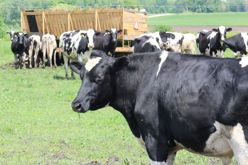 When working with animals, look for signs of heat stress they may exhibit.