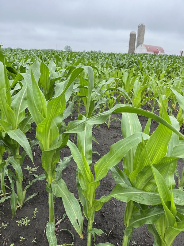 A noted agricultural economist at the University of Illinois Urbana-Champaign and a biofuel policy researche says that moving to a 15 percent ethanol blend nationwide would lead to a 50 percent increase in the demand for corn used to make ethanol.
