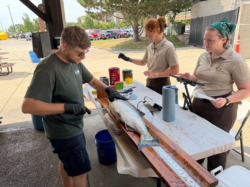Fisheries technician Tim Urbaniak, left, of the Wisconsin Department of Natural Resources, and Madison Colombo (center) and Emily Carpenter, both biological science technicians with the U.S. Fish and Wildlife Service, collect samples and data from a chinook salmon July 18, 2026 at the Fifth Street Boat Launch fish cleaning station in Racine, Wis.