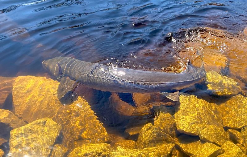 A lake sturgeon swims in April 2023 in the Wolf River in Shiocton, Wis. The fish was among thousands of mature sturgeon on a spawning migration in the Winnebago System.