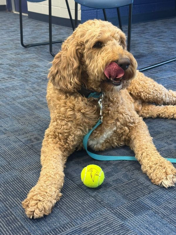 Gizmo, a therapy K9 with the Greenfield Police Department, has died. He worked with Officer Susanne Aasterud at Whitnall High School but was often seen around the community.