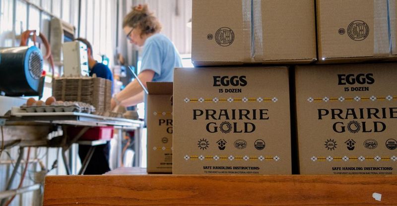 Eggs being packaged at Prairie Gold Organics in Oconomowoc.