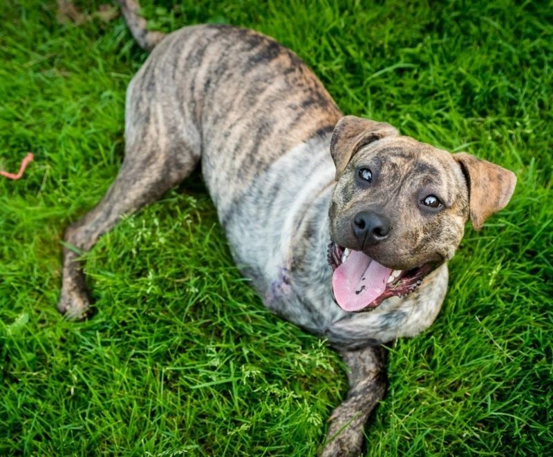 Ember, a three-legged pit bull terrier mix, spent time recovering from a leg amputation at the Human Society of Sheboygan County in 2023. She was euthanized in January 2024 after she was brought in suffering from extreme starvation and other health complications.