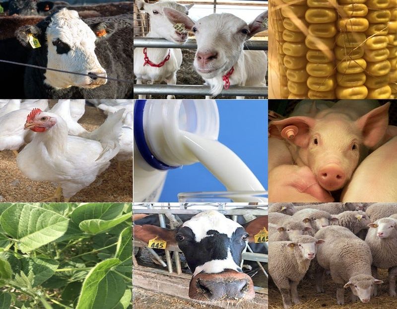 Weekly Market Report Roundup